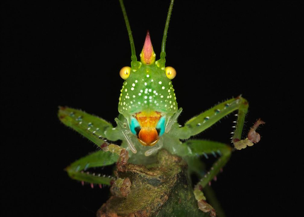 Learning to See - The World of Insects : Fotos