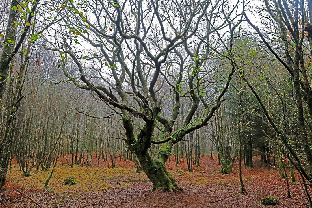 L'Inconnu de Brocéliande : Fotos