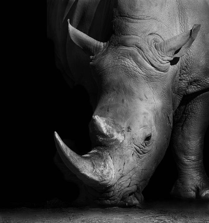 A Corrida Contra a Extinção : Fotos
