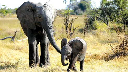 Naledi: A Baby Elephant's Tale : Fotos