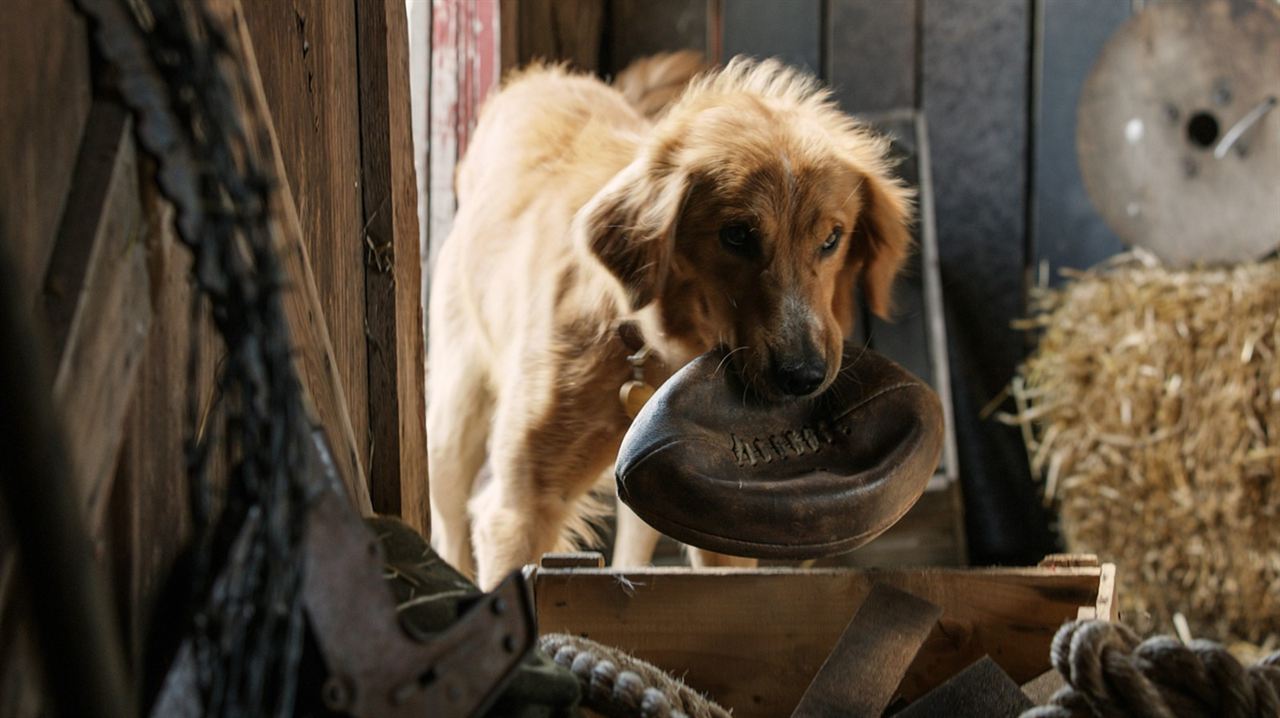 Quatro Vidas de um Cachorro : Fotos