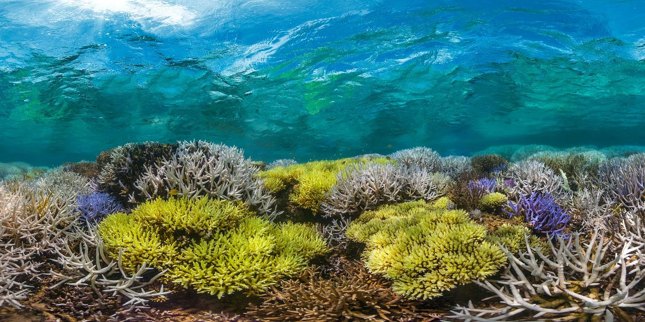 Chasing Coral : Fotos