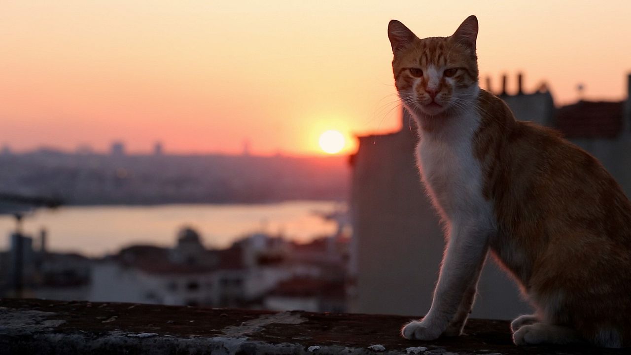 Gatos : Fotos
