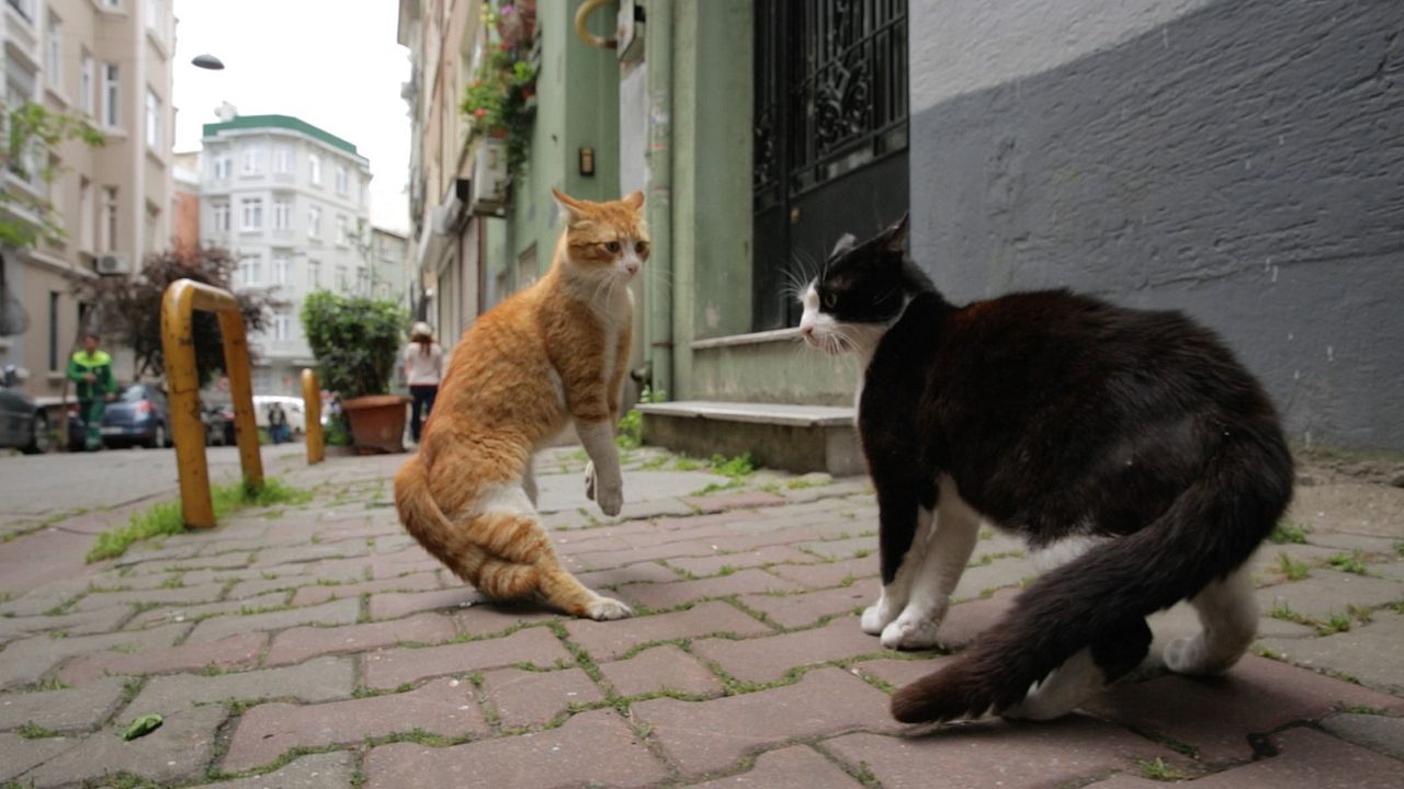 Gatos : Fotos