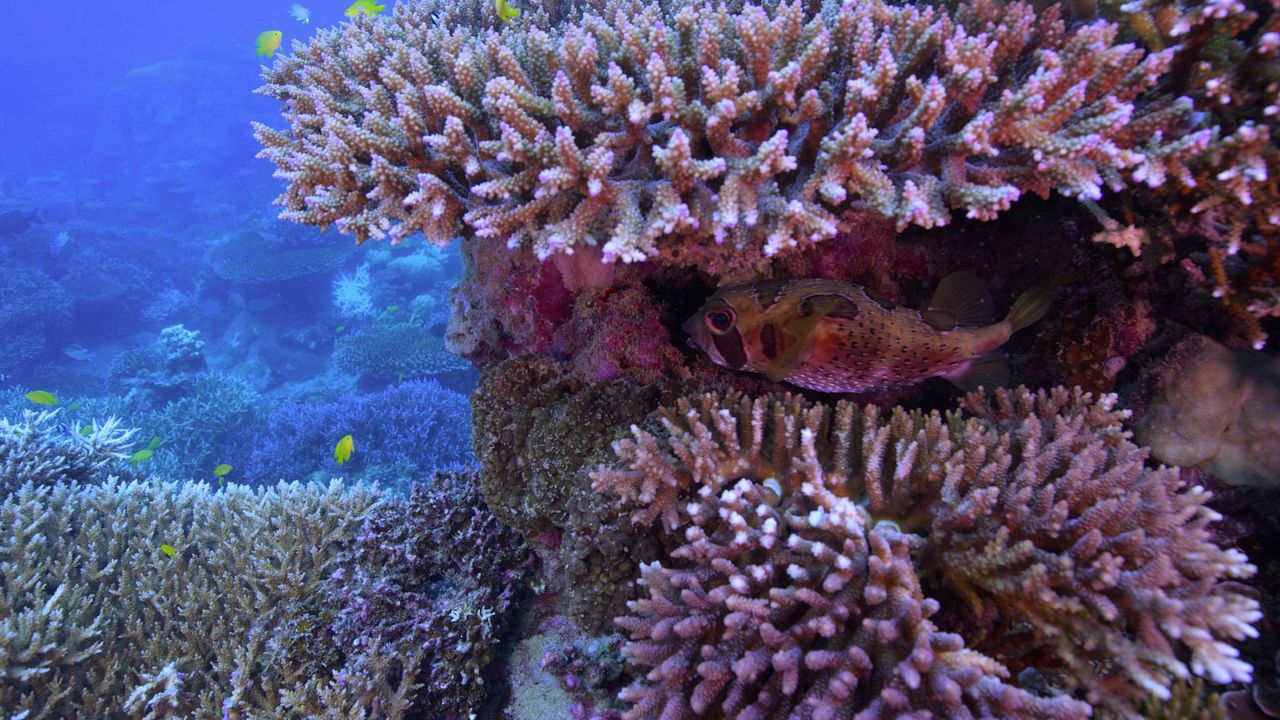 Chasing Coral : Fotos