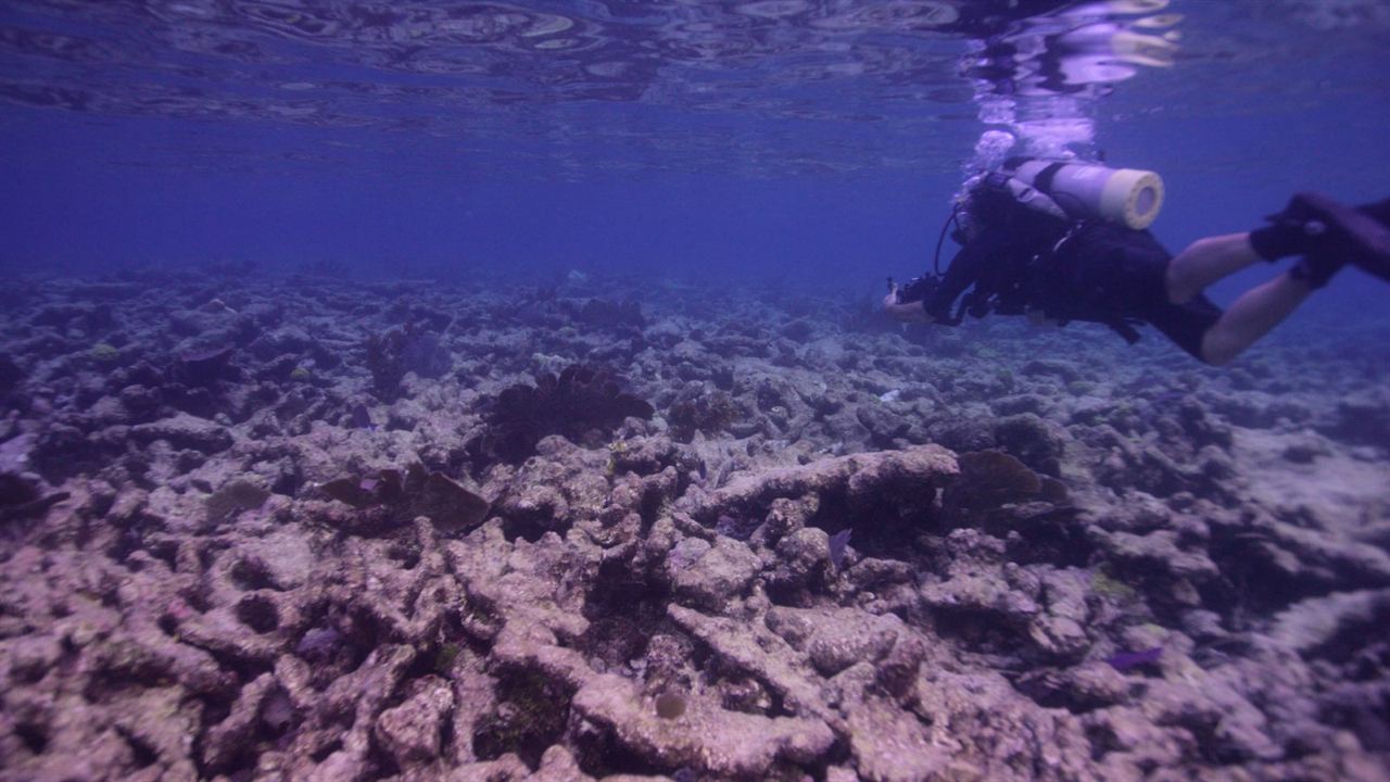 Chasing Coral : Fotos