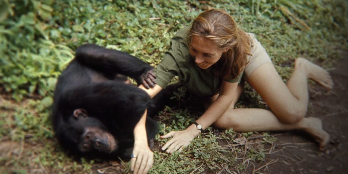 Jane: A Mãe dos Chimpanzés : Fotos