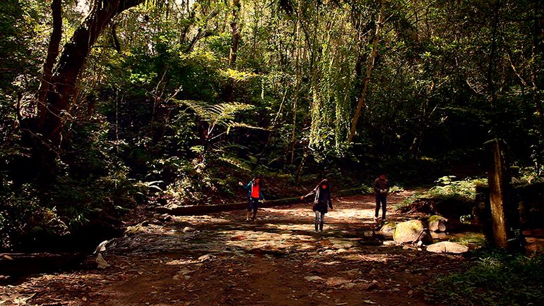 Bosque de Névoa : Fotos