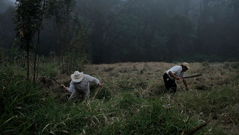 Bosque de Névoa : Fotos