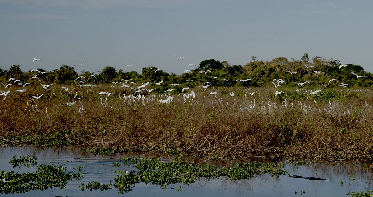 Pantanal, a Boa Inocência de Nossas Origens : Fotos