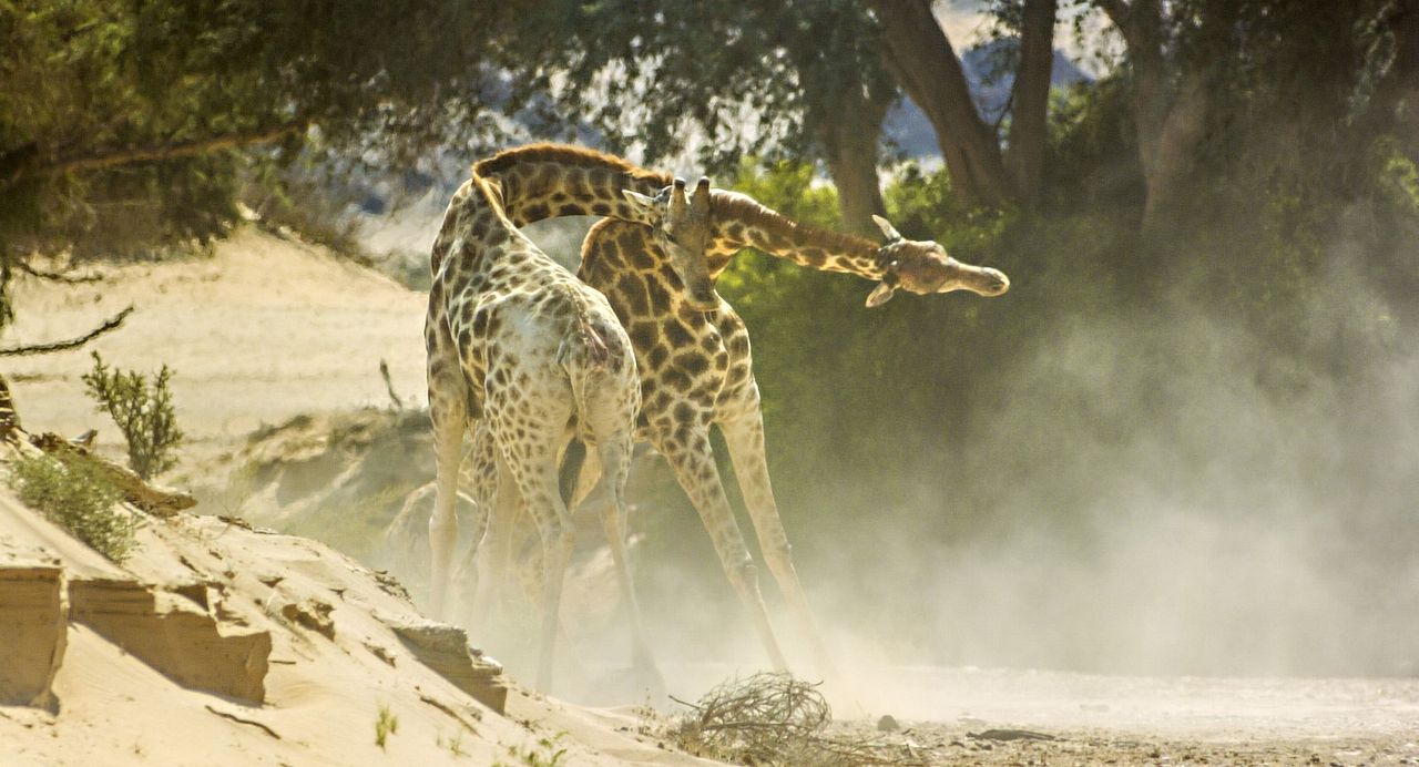 Earth: One Amazing Day : Fotos