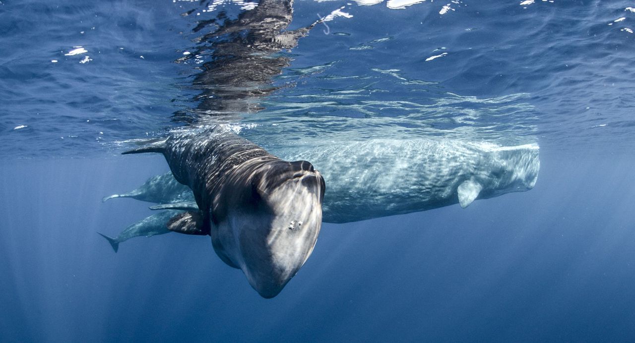 Earth: One Amazing Day : Fotos