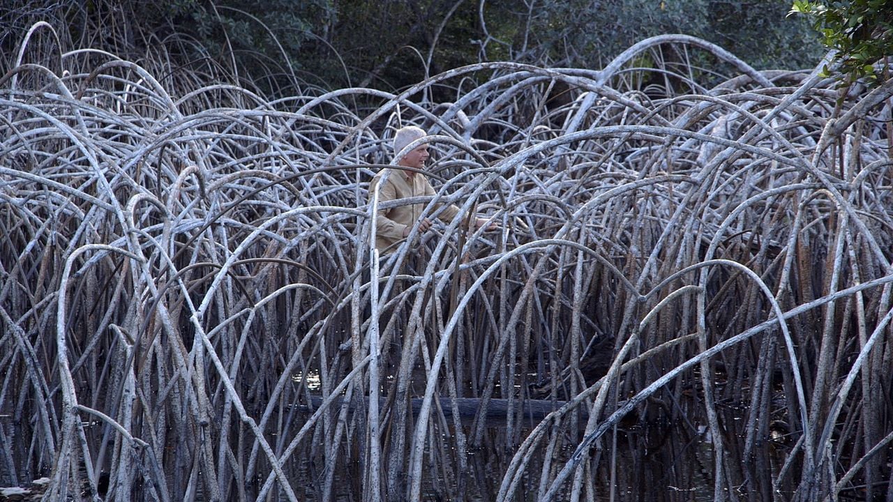 Leaning Into the Wind: Andy Goldsworthy : Fotos