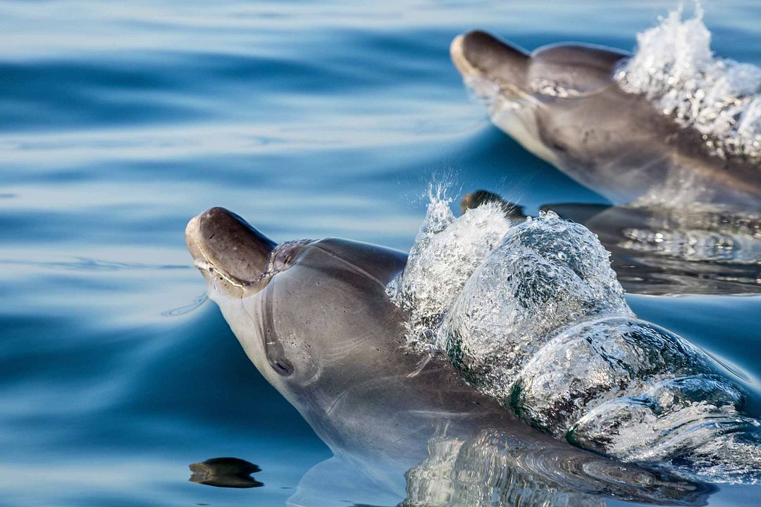 Dolphin Reef : Fotos