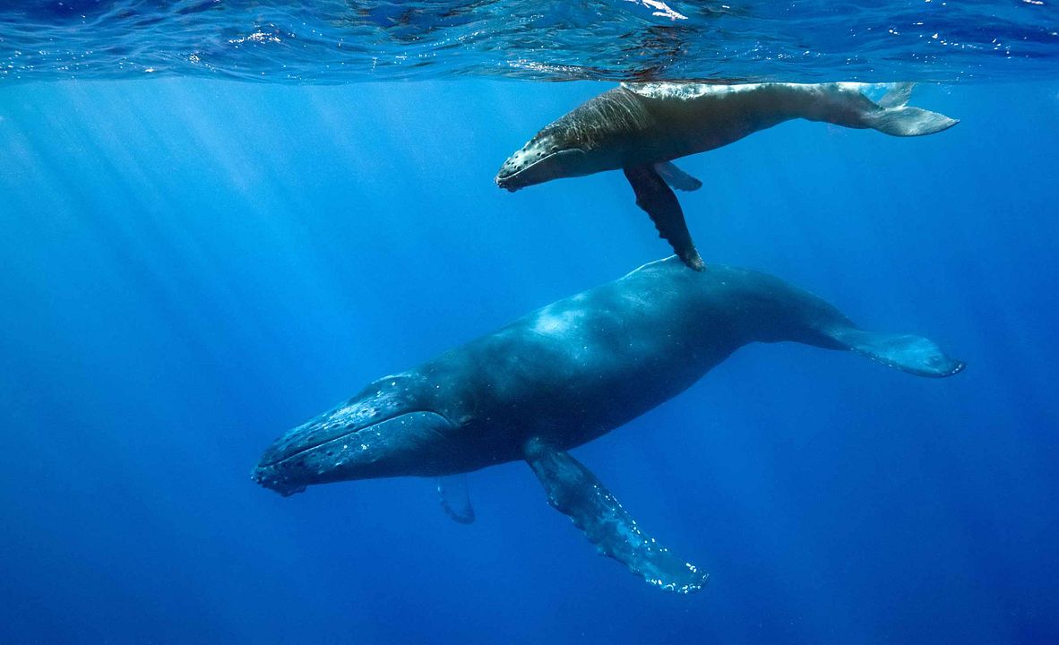 Dolphin Reef : Fotos