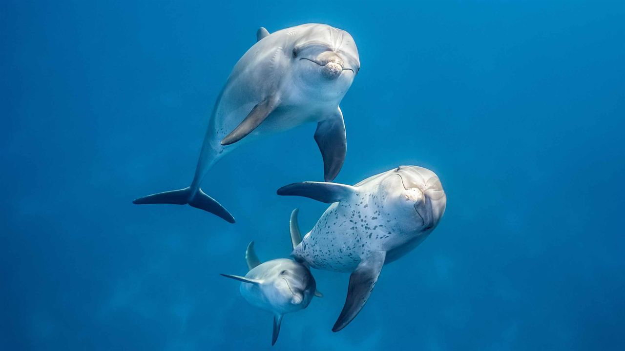 Dolphin Reef : Fotos