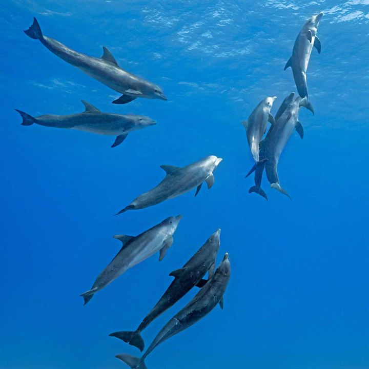 Dolphin Reef : Fotos
