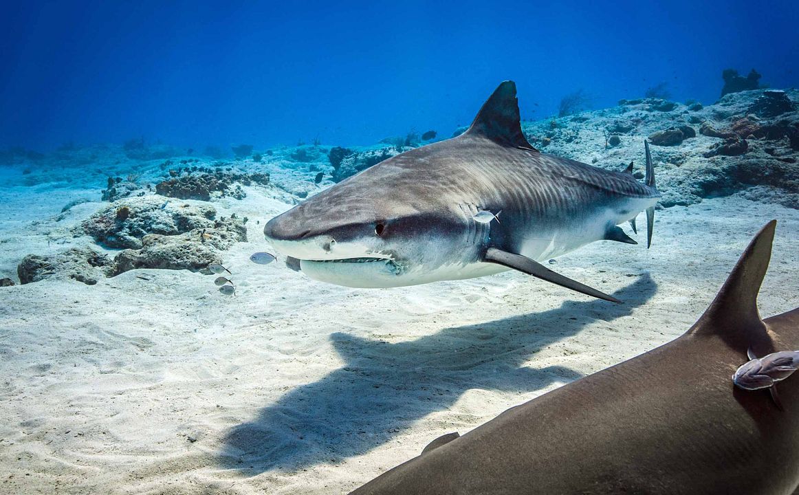 Dolphin Reef : Fotos