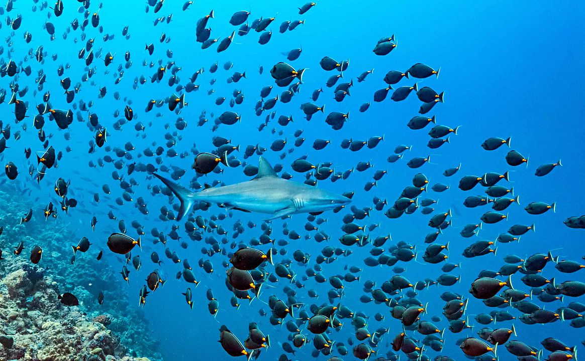 Dolphin Reef : Fotos