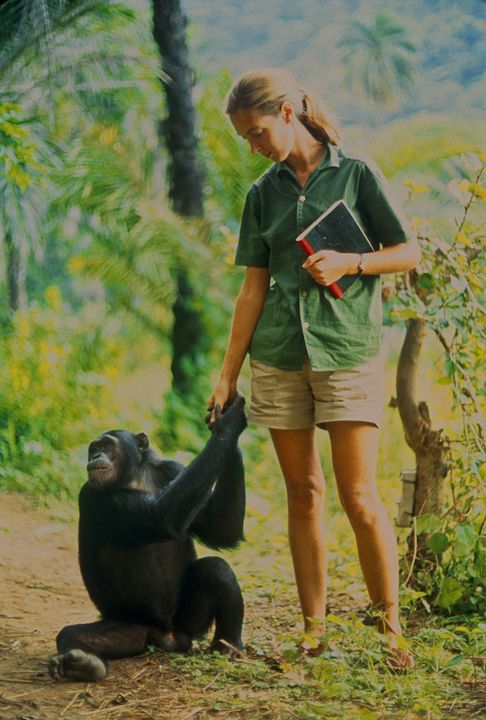 Jane: A Mãe dos Chimpanzés : Fotos Jane Goodall