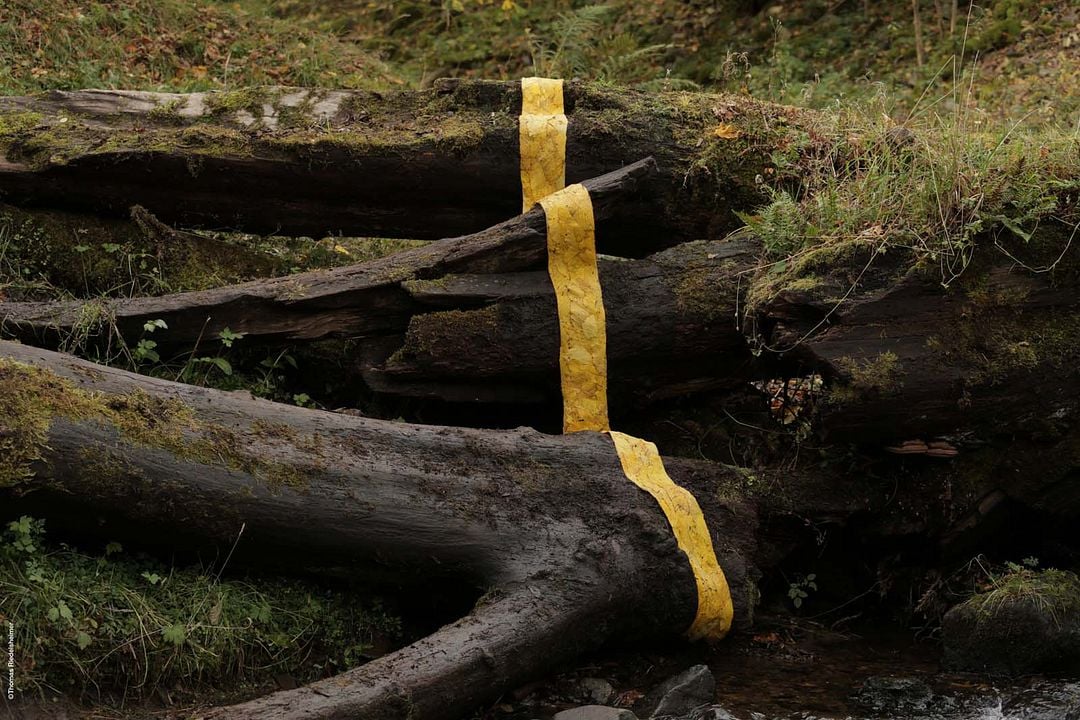 Leaning Into the Wind: Andy Goldsworthy : Fotos