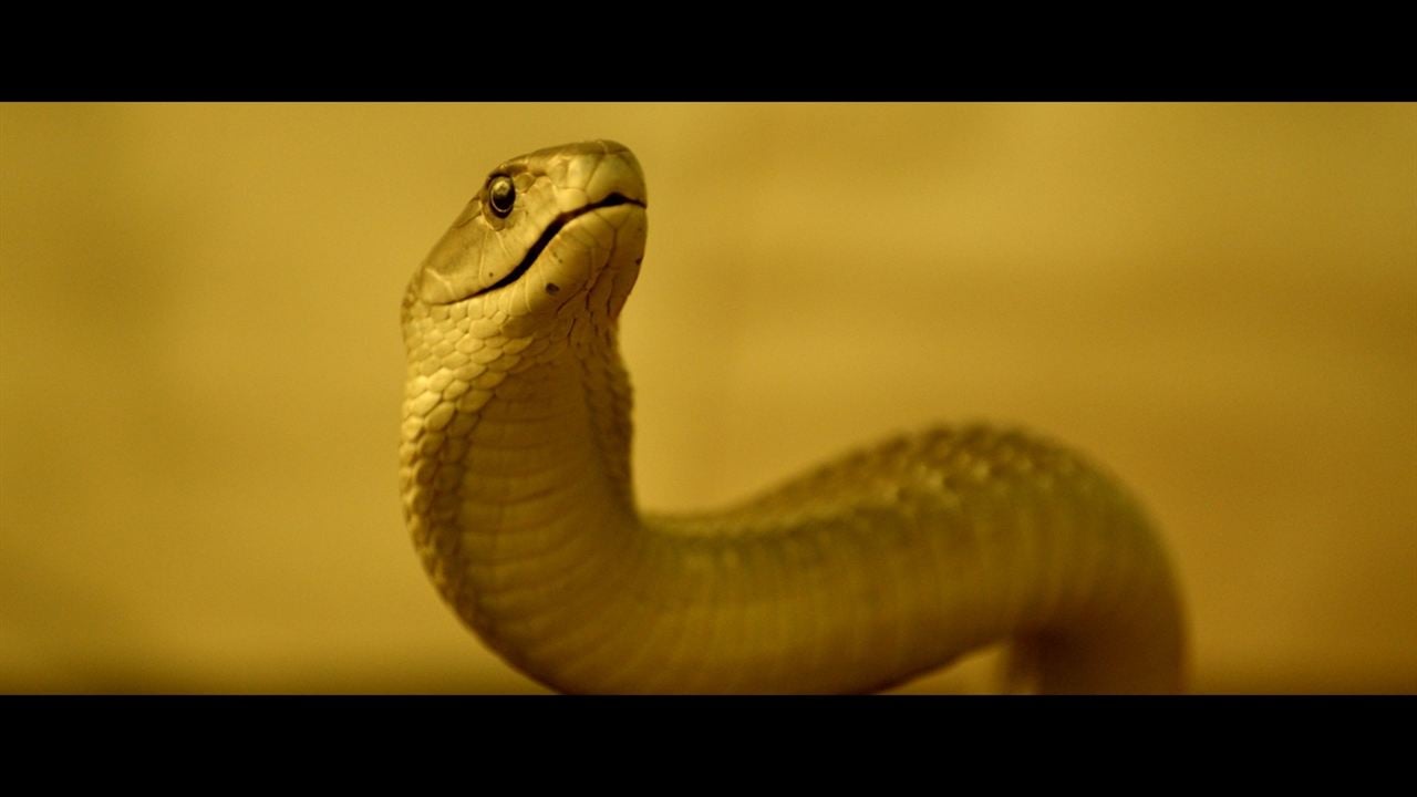 Serpent : Fotos