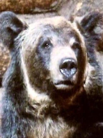 Poster Bozo the Bear