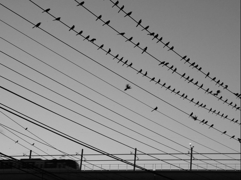 La Felicidad del Sonido : Fotos