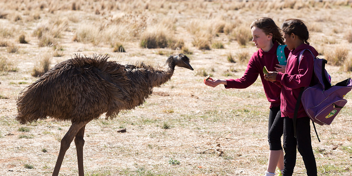 Emu Runner : Fotos