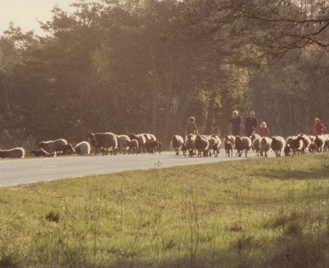 Fårö-dokument 1979 : Fotos