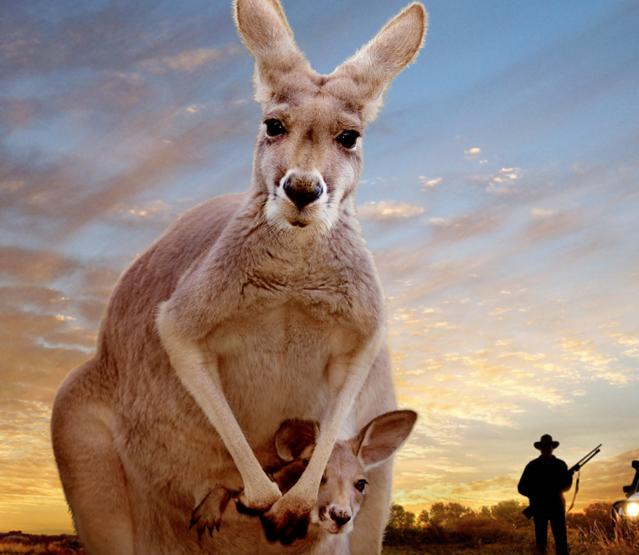 Kangaroo – A Love-Hate Story : Fotos