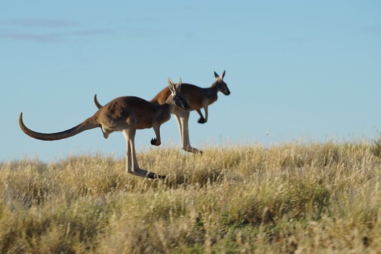 Kangaroo – A Love-Hate Story : Fotos