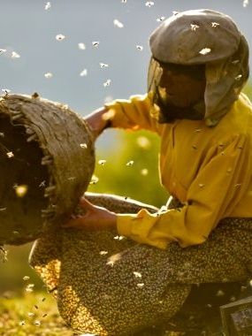 Honeyland : Poster