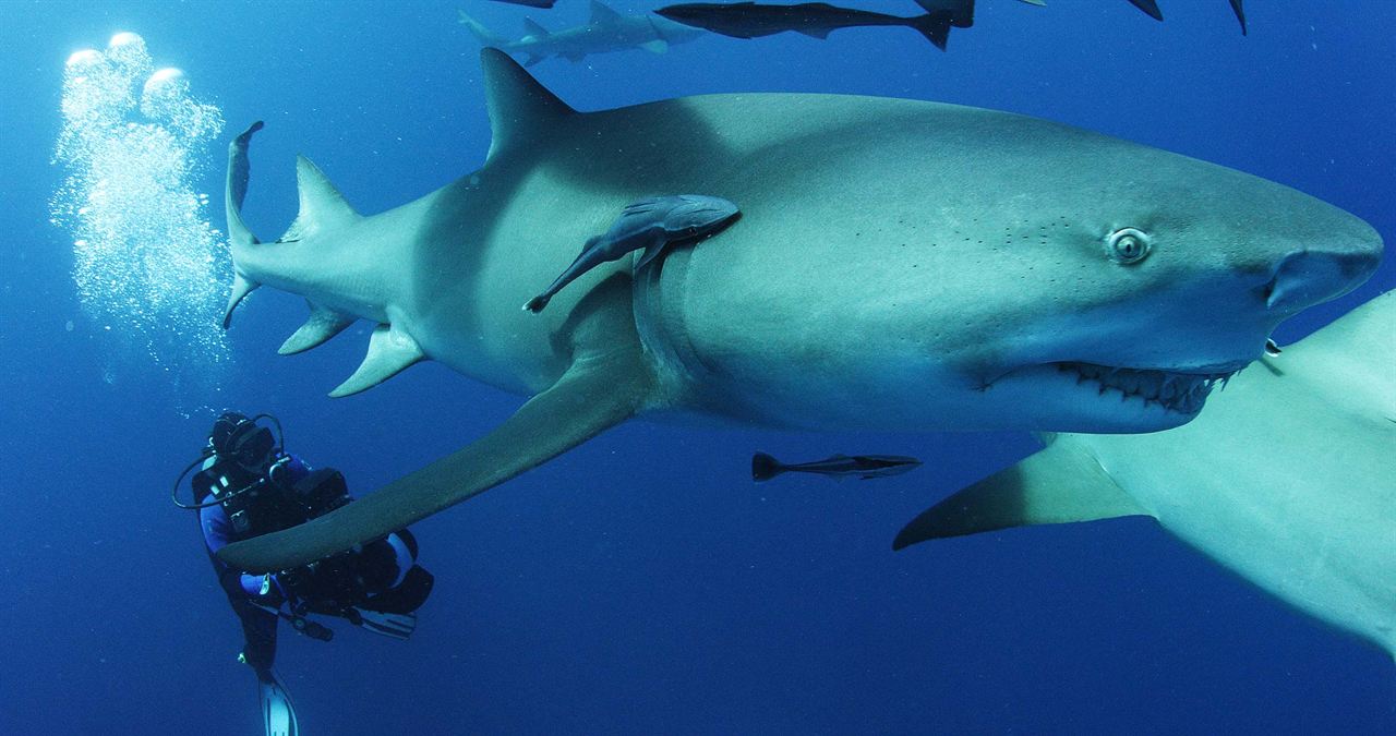 Sharkwater Extinction : Fotos