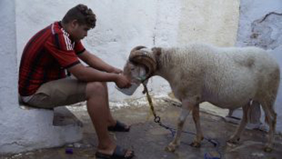 Sobre Ovelhas e Homens : Fotos