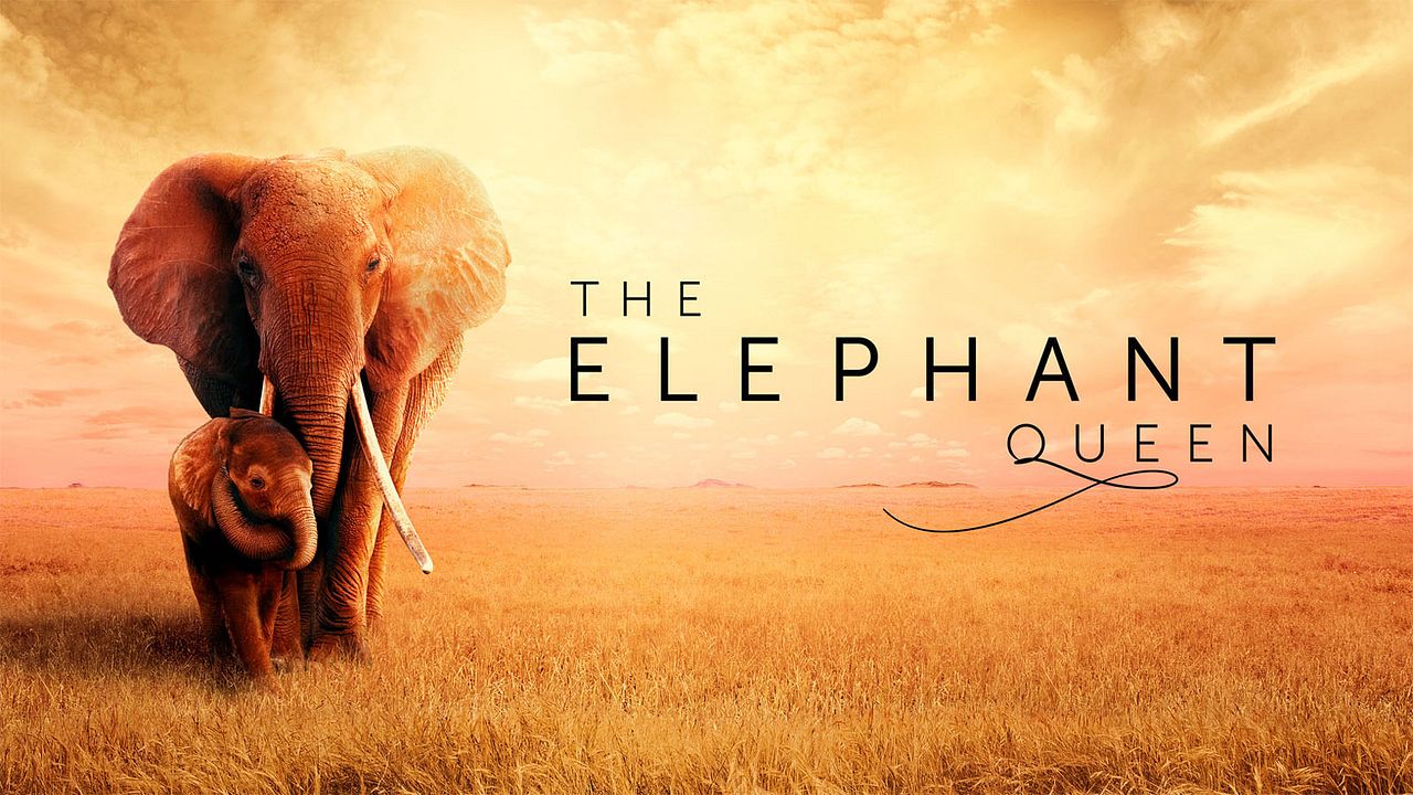 The Elephant Queen : Fotos