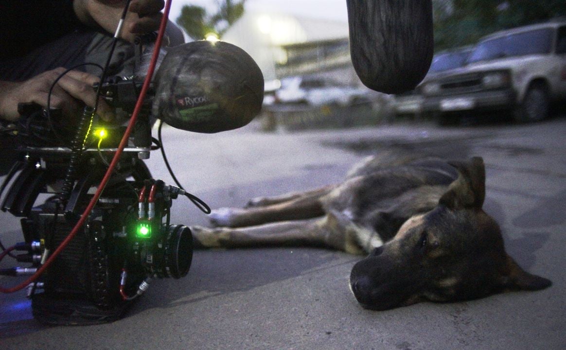 Cães do Espaço : Fotos