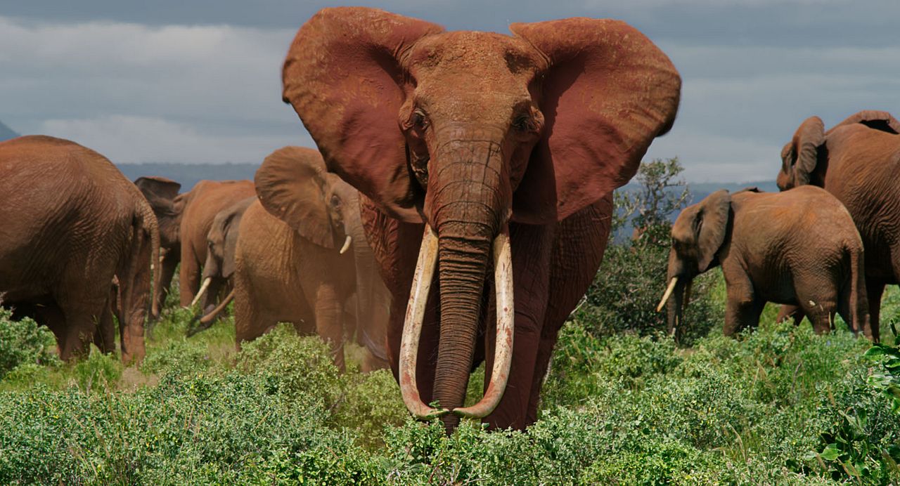 The Elephant Queen : Fotos