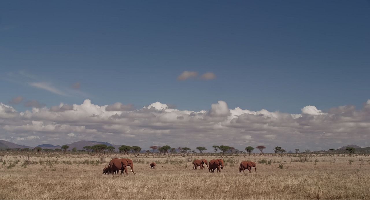 The Elephant Queen : Fotos