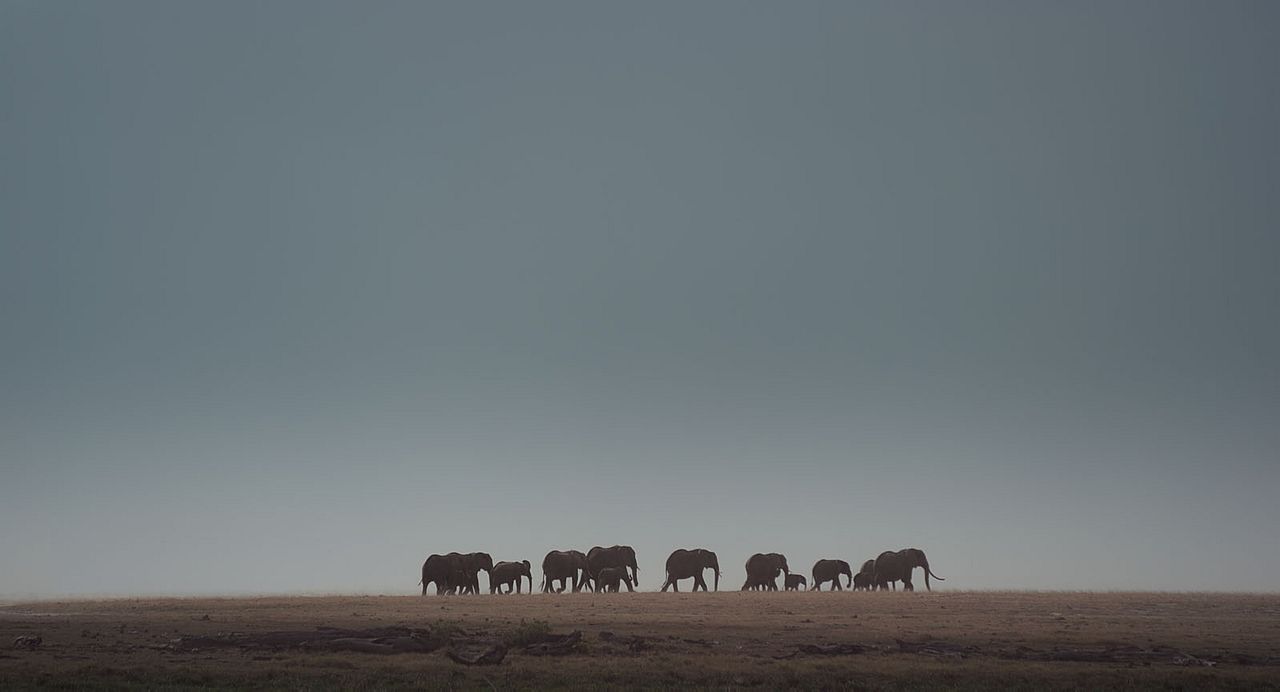 The Elephant Queen : Fotos