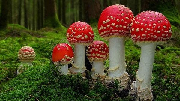 Fungos Fantásticos : Fotos