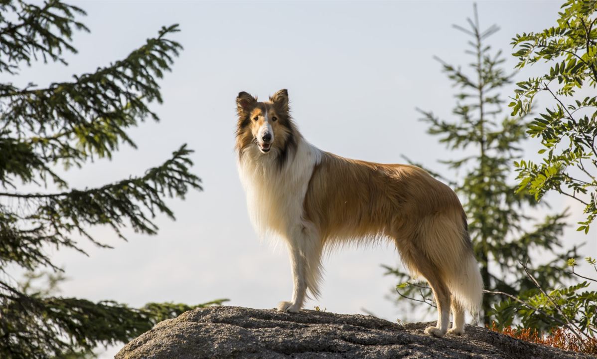 Lassie: De Volta Para Casa : Fotos