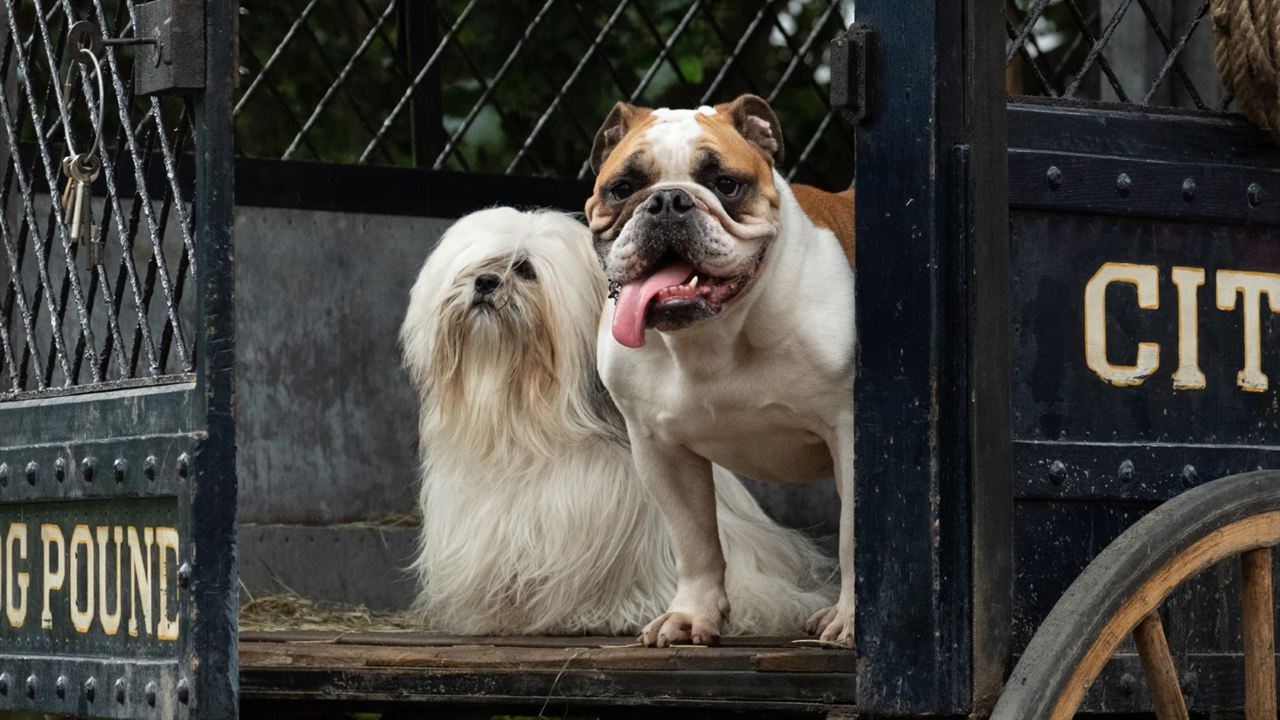 A Dama e o Vagabundo : Fotos