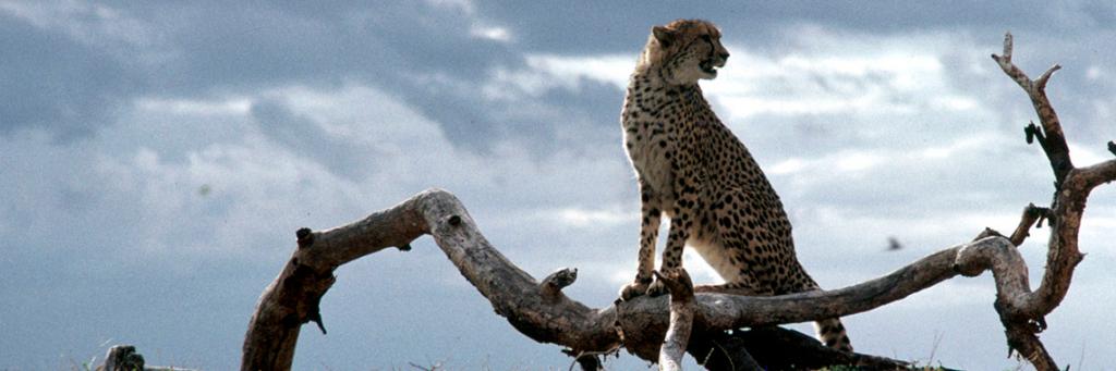 Cheetah – Uma Aventura na África : Fotos