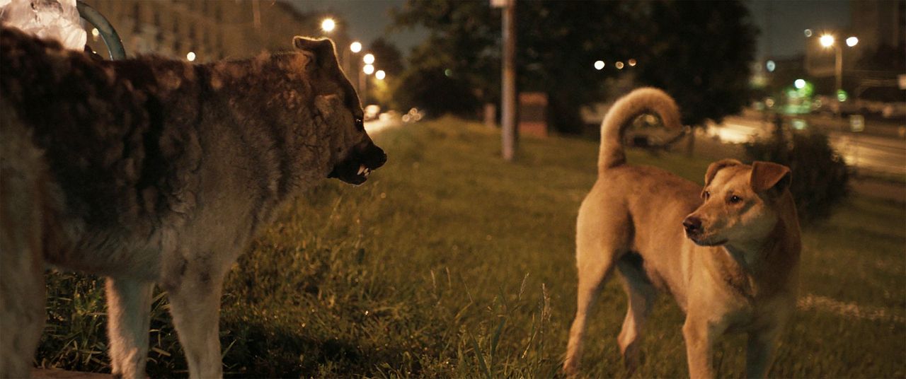 Cães do Espaço : Fotos