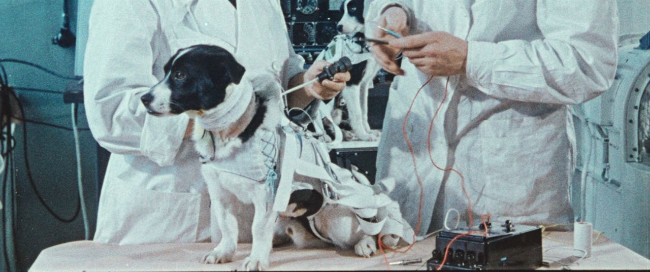 Cães do Espaço : Fotos