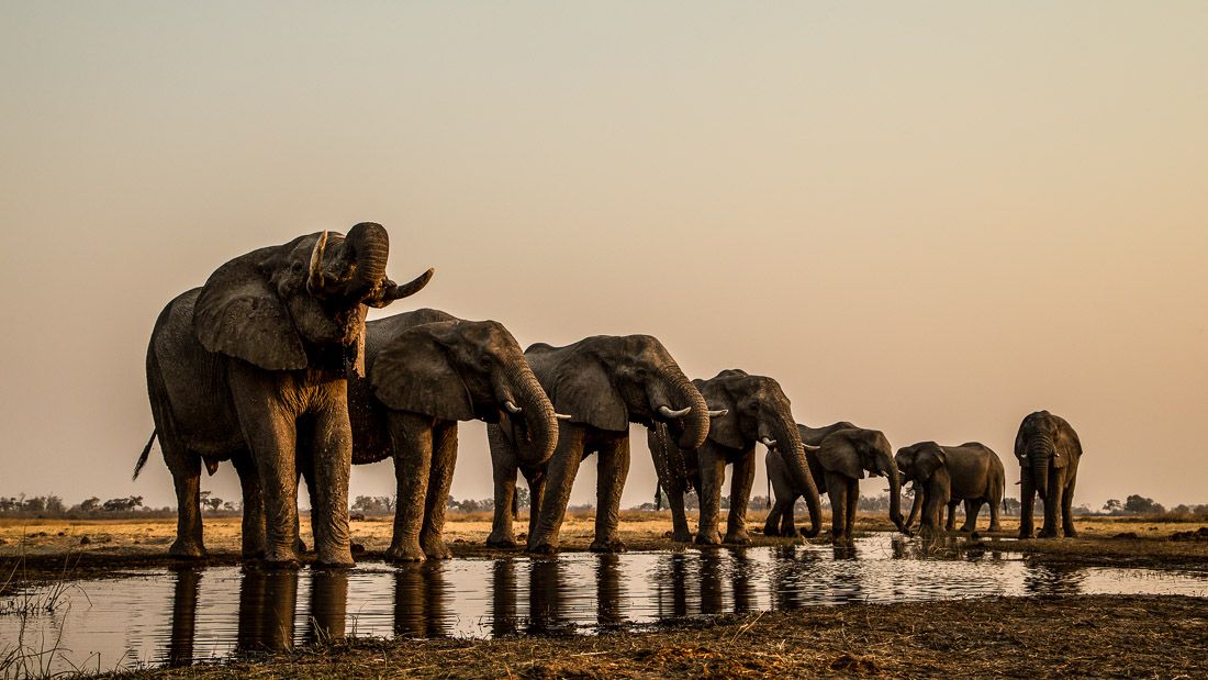 Okavango: River Of Dreams : Fotos