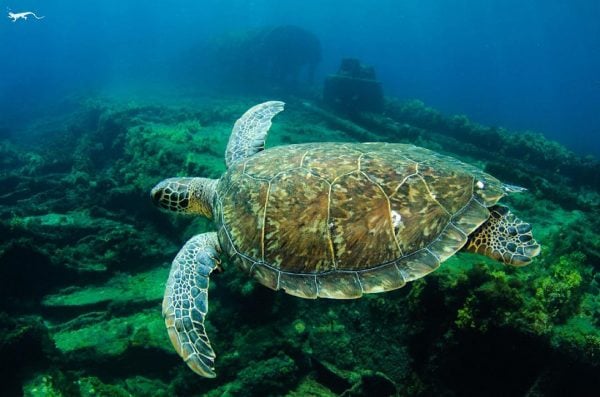 Olhar Submerso - Naufrágios de Pernambuco : Fotos