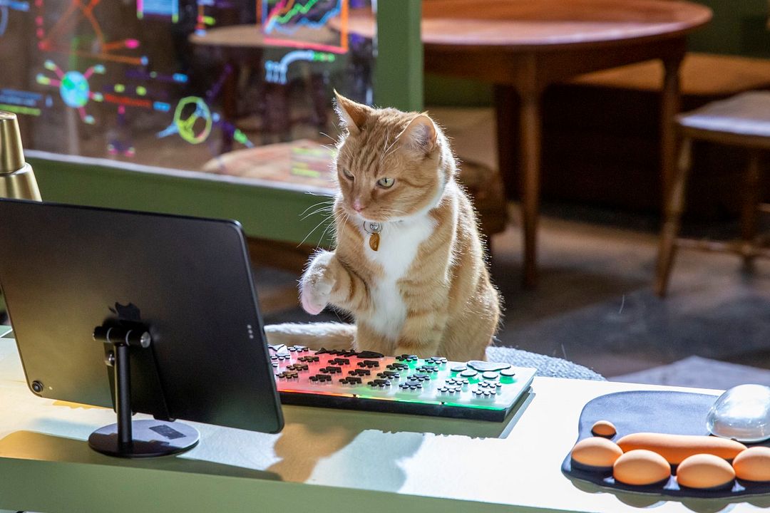 Como Cães e Gatos 3: Peludos Unidos! : Fotos