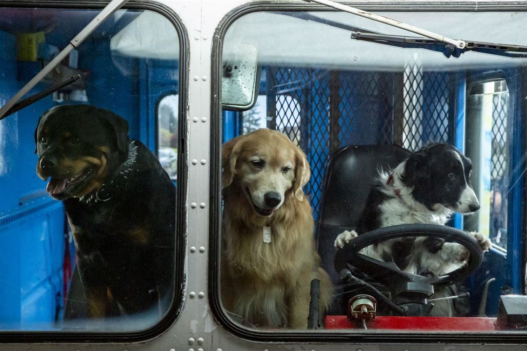 Como Cães e Gatos 3: Peludos Unidos! : Fotos